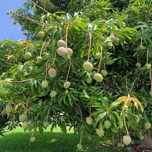 Organic Mango Plants